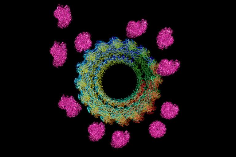 Dynamin mediated actin bundle