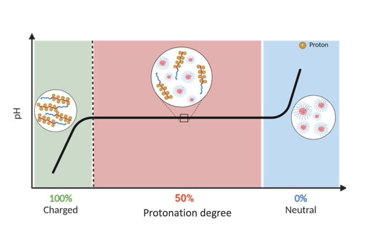 Protonation cooperativity for a STING-activating polymer