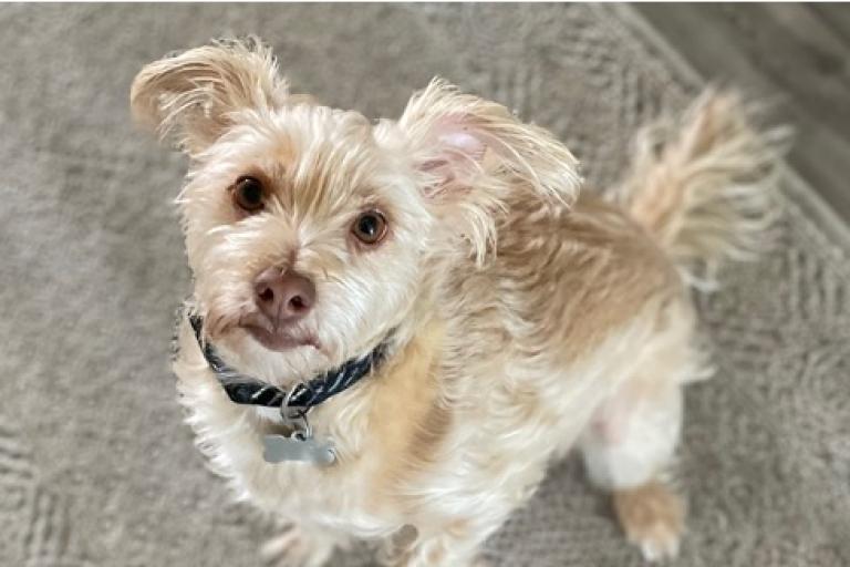 Cute little shaggy white dog.
