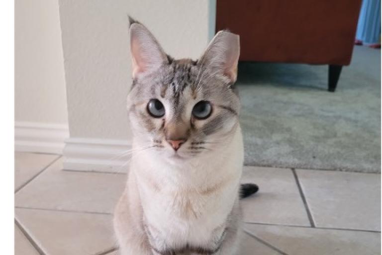 Gray and white cat with blue eyes.