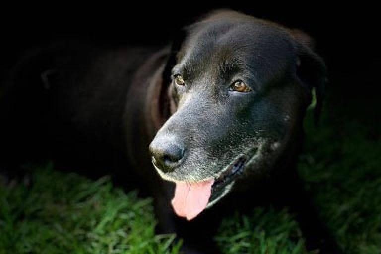Black Labrador retriever.