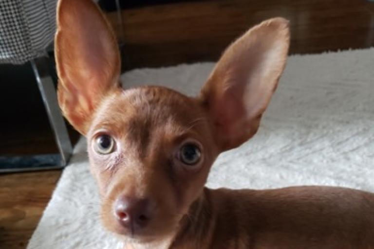 Tan Chihuahua with green eyes.