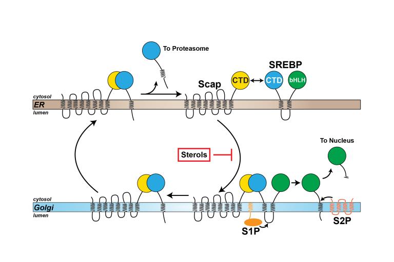 PNAS 2020 model