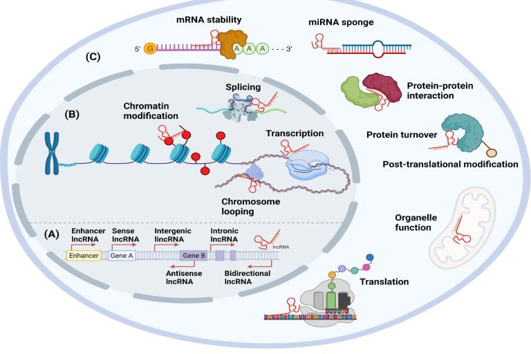 Classification and function of human and mouse long noncoding RNAs (lncRNAs).