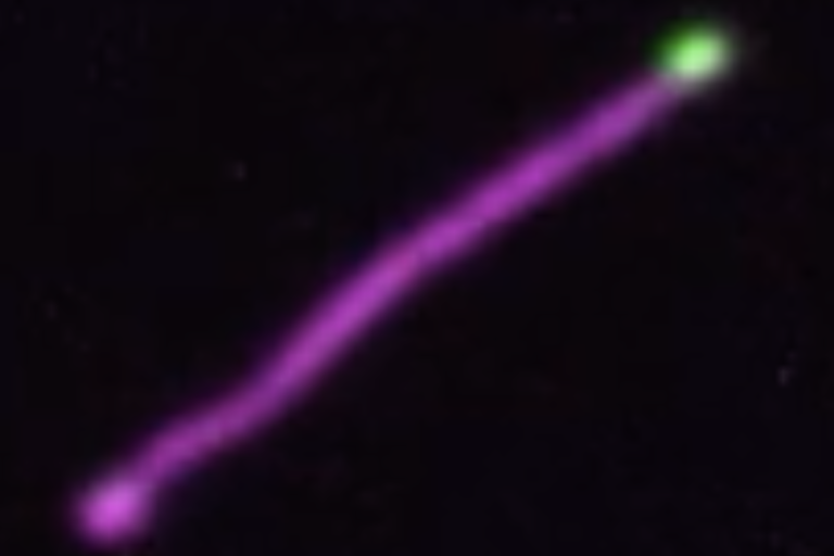Specialized mitochondria localize to filopodia