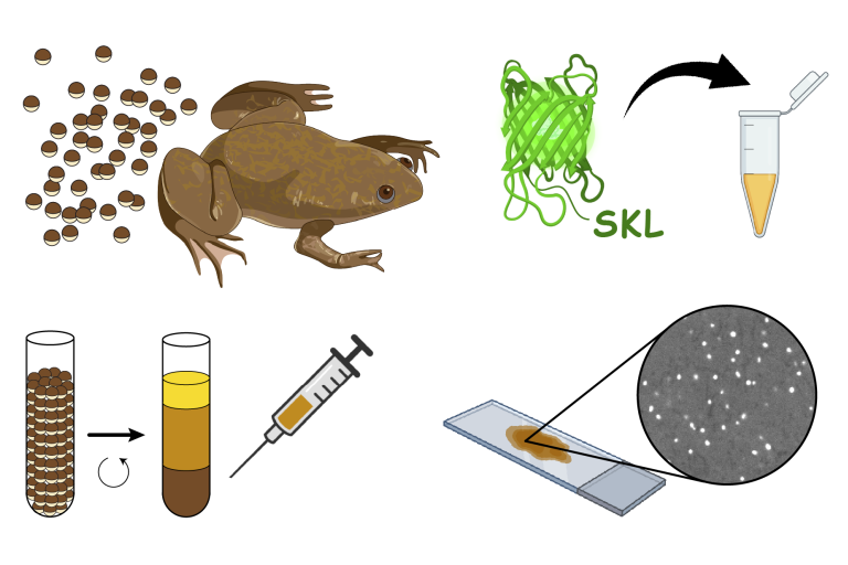 Peroxisomal potein import reconstituted with Xenopus egg extract