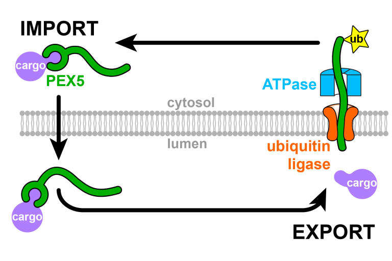 Cycling mechanism of peroxisomal import receptors
