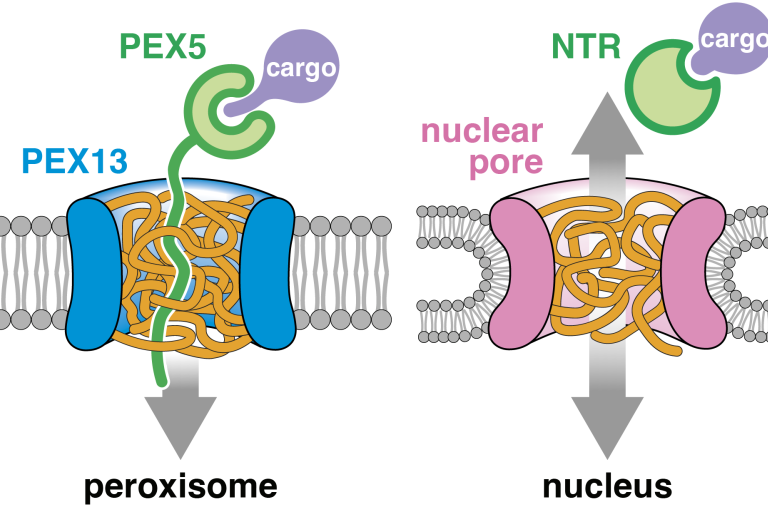 Peroxisomal translocon compared to a nuclear pore