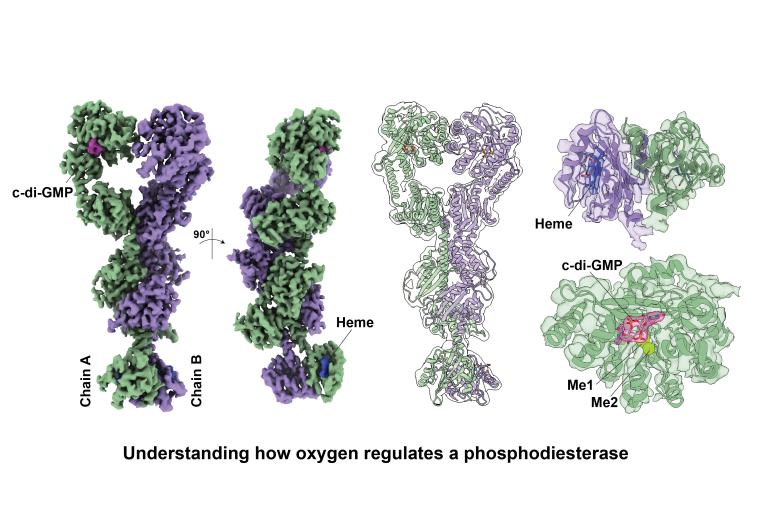 DosP and oxygen