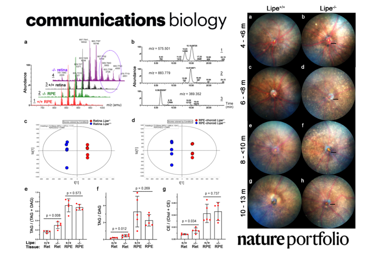 Forward genetic screening using fundus spot scale identifies an essential role for Lipe in murine retinal homeostasis