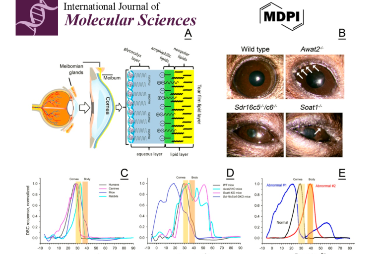 Lipid Composition and Thermotropic Properties of Meibum of Animal Models and Humans with Meibomian Gland Dysfunction