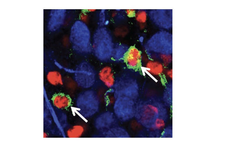 Neurons and OPCs
