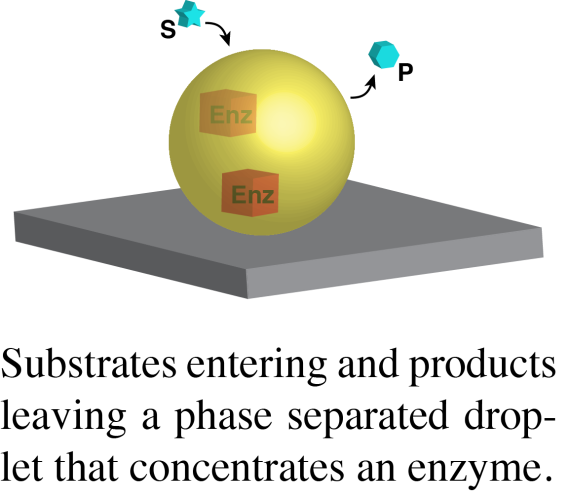 K droplet with enzymes illustration