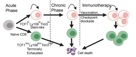 Stem-like T cells