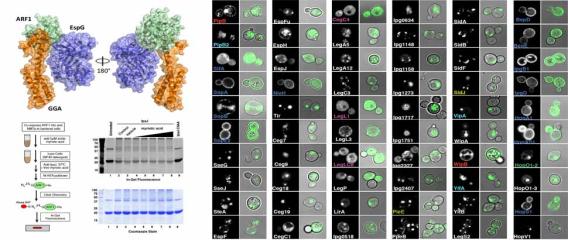 Lab methods in flowchart and microscope slides