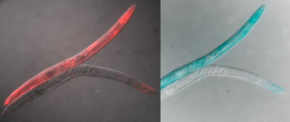 Invertebrate Model Systems