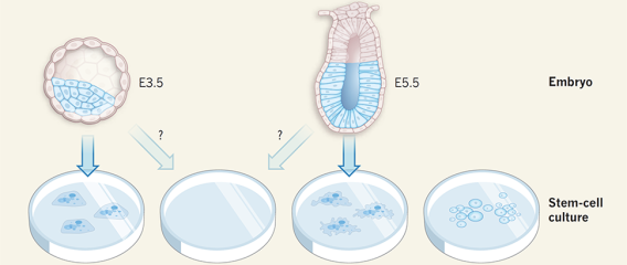 Pluripotent Stem Cells