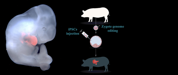 Interspecies Blastocyst Complementation