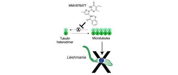 Leishmania MMV