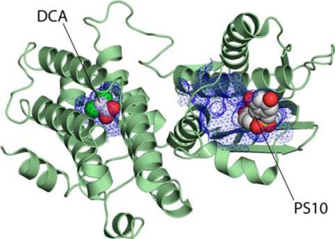Specific inhibitors targeting the ATP-binding pocket of pyruvate dehydrogenase kinase