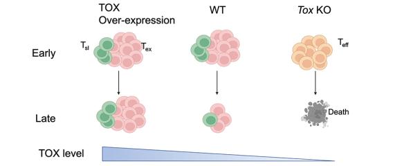 TOX