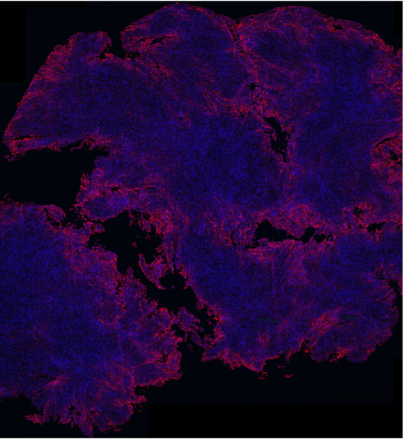 research image