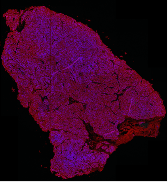 research image