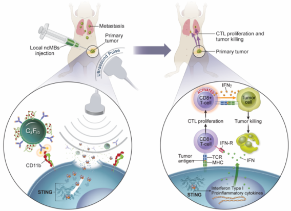 CTL proliferation and tumor killing
