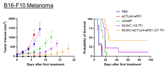 B16-F10 Melanoma