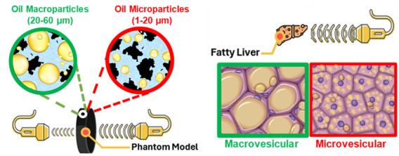 Tissue-mimicking phantom for liver fat quantification