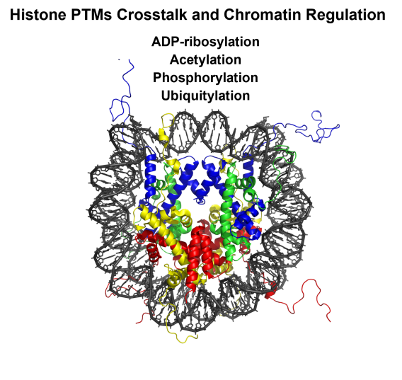 Histone PTMs crosstalk and chromatin regulation