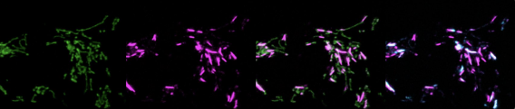experimental data