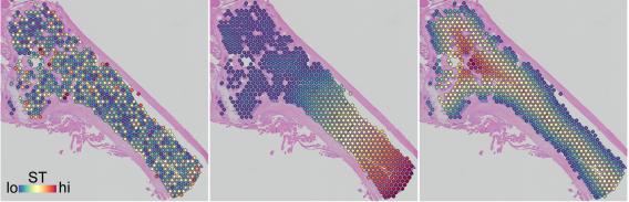SpatialFlux