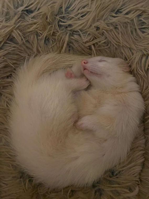 Marshmallow the ferret
