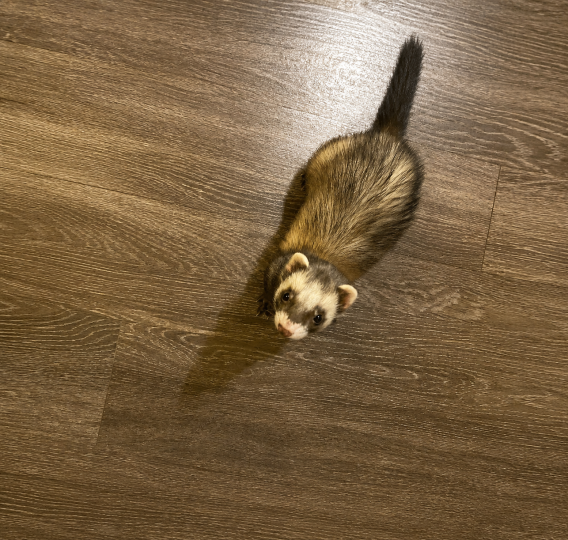 Timon the ferret