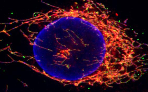 Organelle spatial organization enlargement