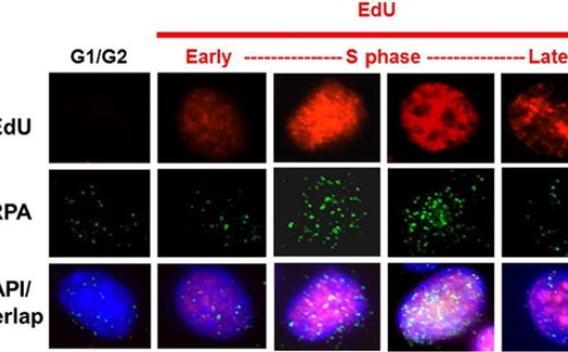 Example of Protein Phosphatases & the DNA Damage Response