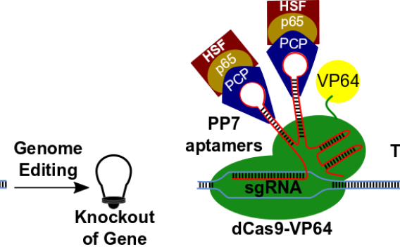 CRISPR Screens