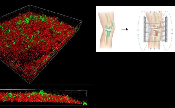 Utilizing PPMOs, antibiotics, and Alternating Magnetic Field (AMF)