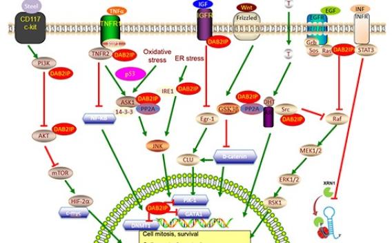 Signal Network DAB2IP as a multi-functional tumor suppressor
