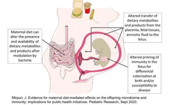 Mechanistic Insights on Fetal Immunity