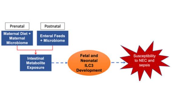 Dietary Metabolites and Innate Lymphoid Cells