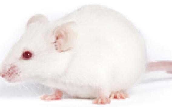 White mouse