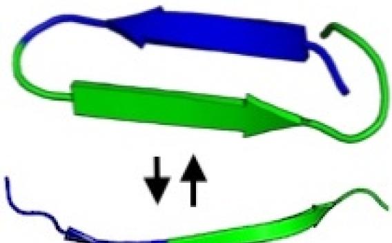 Ribbon diagrams of tau folded and unfolded