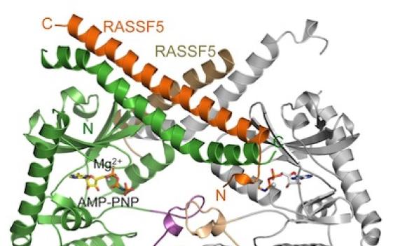 RASSF5/Mst2 complex chart