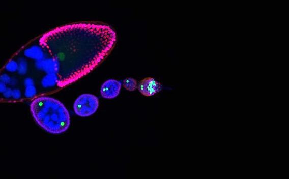 mechanisms that support reproduction