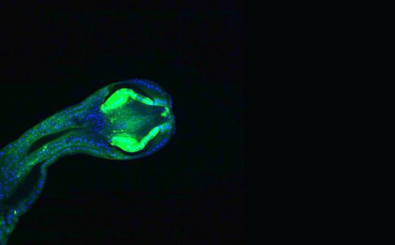 developmental signaling pathways