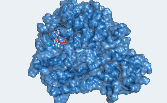 Selenoprotein O