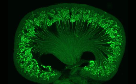 Proximal Tubule