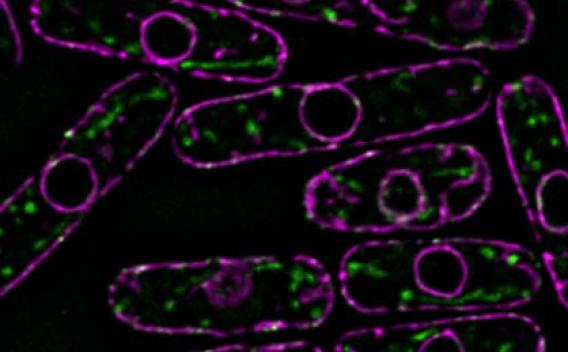 Organelles in fission yeast